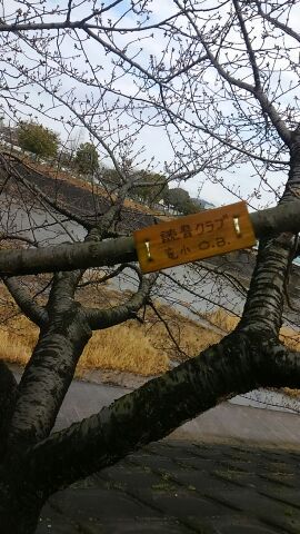 葵桜の開花はいつかな? 葵桜の開花はいつかな?