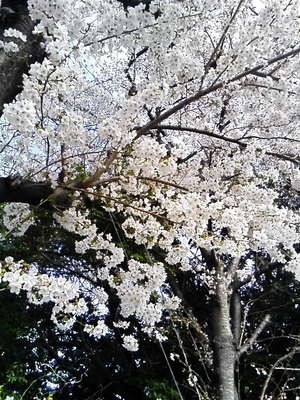 春ですね(^^♪ 春ですね(^^♪