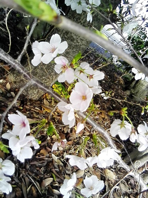 春ですね(^^♪ 春ですね(^^♪
