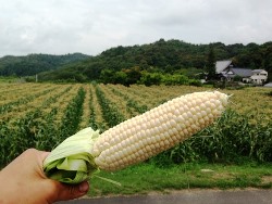 とうもろこし・ミニトマト狩り