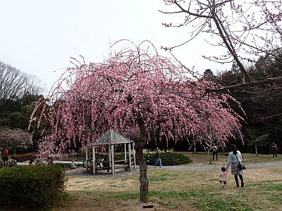豊田市の平芝公園で梅見物