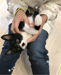 猫のいる生活・・・。