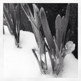 雪化粧゚*。:゚(○´・∀・`○)*;。・゚