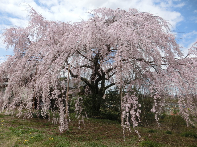 Cafe　Natsural　の帰り道に枝垂れ桜を見物