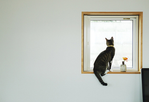 猫と「木の家」と小窓。
