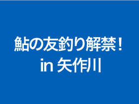 鮎の友釣り解禁！in矢作川
