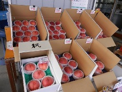 豊田の甘い桃、直売中ですよ!!