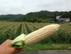 くらら農園初！とうもろこし狩り！