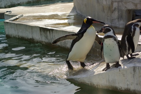 東山動物園のペンギンの写真