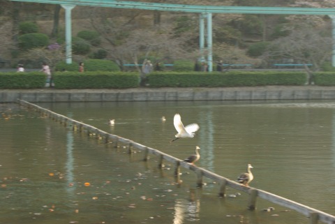 東山動物園の水鳥の写真