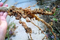 オキナワスズメウリの根