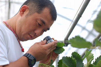 「夢どら」・・・いちご生どら　地産地食