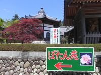 ぼたん好きとして･･･一度は行きたい『可睡斎』