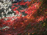 冬に咲く桜　四季桜