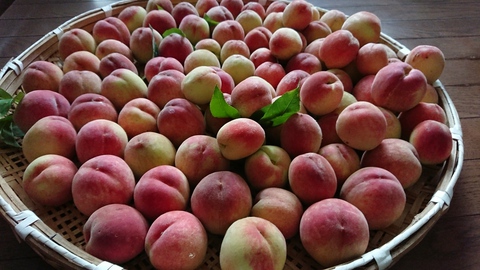 桃の収穫