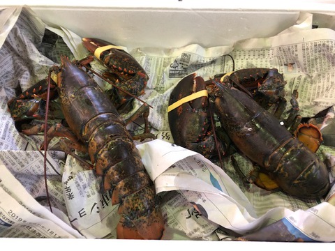 おかざき農遊館にて地元漁港より直送!とれたて鮮魚市開催!! おかざき農遊館にて地元漁港より直送!とれたて鮮魚市開催!!