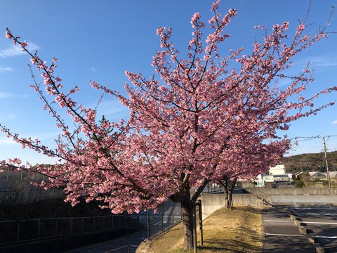 おかざき農遊館の河津桜が見頃に! おかざき農遊館の河津桜が見頃に!