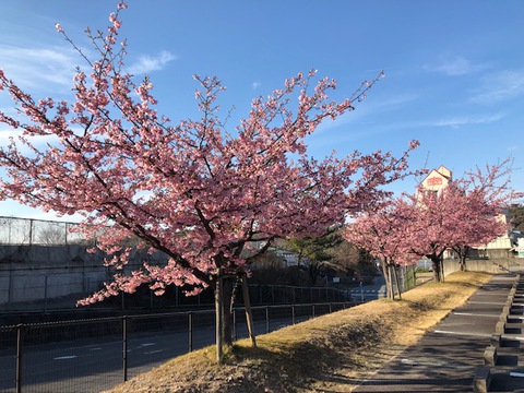 おかざき農遊館の河津桜が見頃に! おかざき農遊館の河津桜が見頃に!
