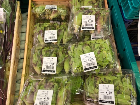 ふきのとう入荷しました!! ふきのとう入荷しました!!