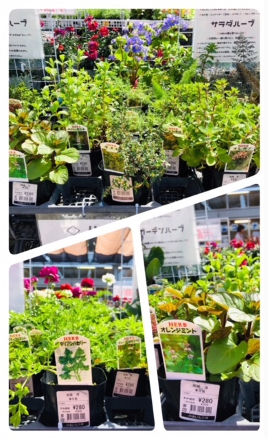 多くのハーブが登場!! 多くのハーブが登場!!