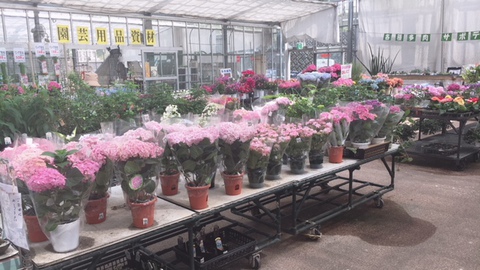 アジサイ入荷しました❀❀ アジサイ入荷しました❀❀