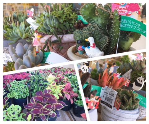 かわいい多肉植物♡母の日のプレゼントに・・・・ かわいい多肉植物♡母の日のプレゼントに・・・・
