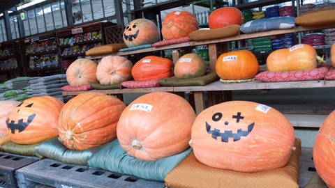 おどろき!大きい南瓜ぞくぞく登場(゜o゜)!! おどろき!大きい南瓜ぞくぞく登場(゜o゜)!!