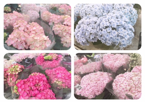 アジサイ入荷しました❀❀ アジサイ入荷しました❀❀