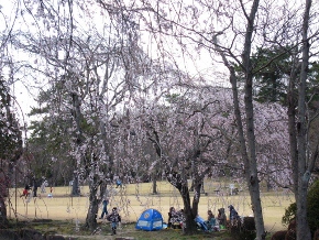 森林公園　　桜