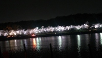 豊田　水源公園　夜桜