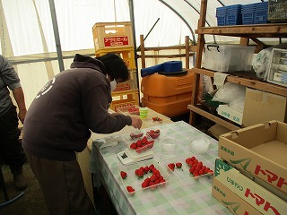 自然栽培イチゴ出荷中