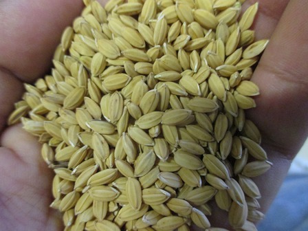 自然栽培米稲刈り　新米販売開始です！