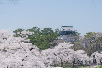 岡崎公園のお花見イベント情報