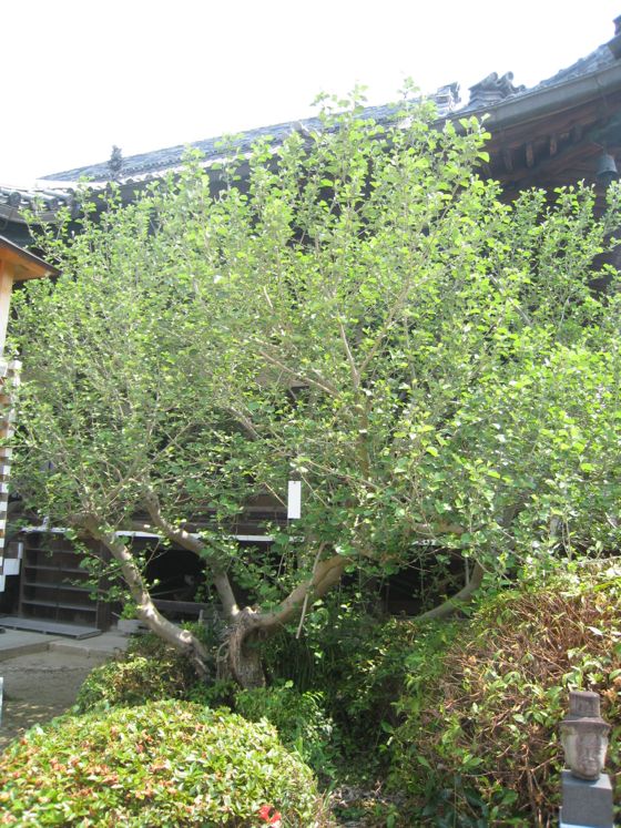 浄光寺のはまぼう（岡崎市指定天然記念物）ふるさとの名木３