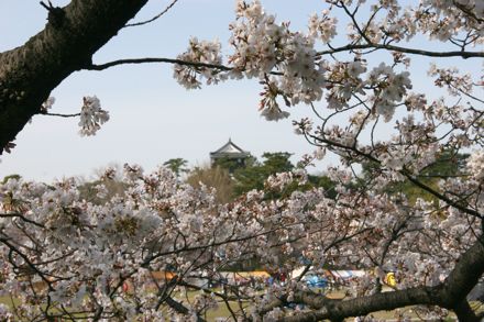 春の岡崎