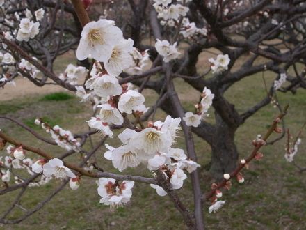 南公園の梅林
