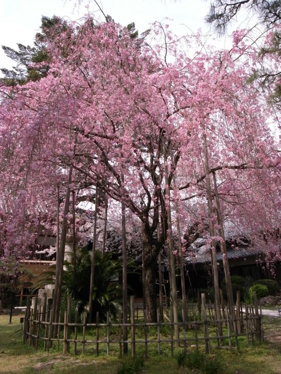 満性寺のしだれ桜