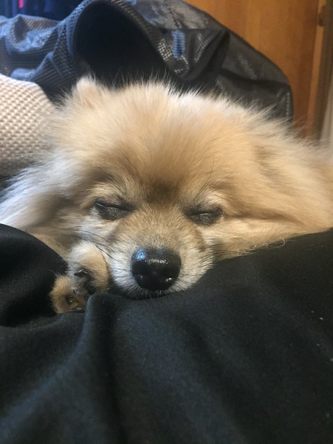 決める 決める