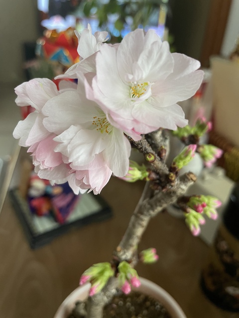 はり灸の診断は何を診てる? はり灸の診断は何を診てる?