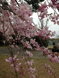 日帰り電車旅で桜見物旅行？のため、豊川市へ