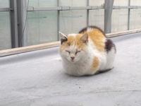 猫の図鑑。