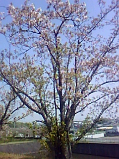 桜の散り際