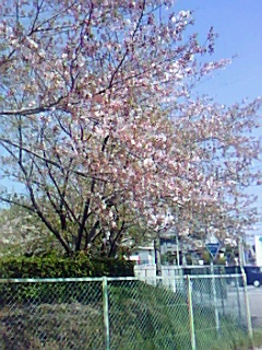 桜の散り際