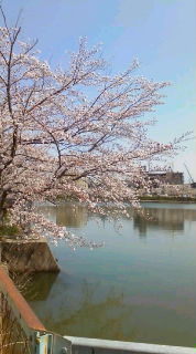 ご近所さんの桜 開花八分咲き♪