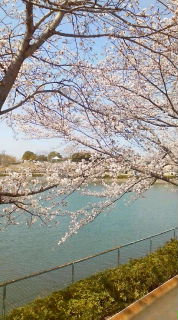 ご近所さんの桜 開花八分咲き♪