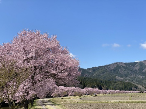 奥三河のコヒガンサクラ 名倉の桜並木