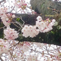 今週の井田公園 の桜