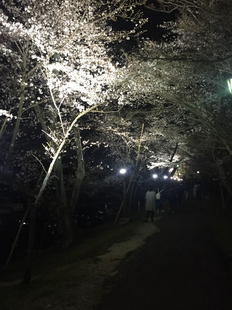 水源 夜桜見物♪
