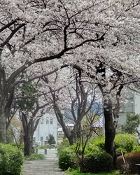 お散歩道の桜