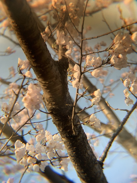 【コーヒーブレイク】今日の桜の様子～愛知環状鉄道沿いの堤防・その２～